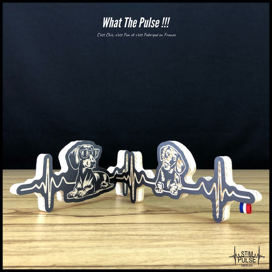 Teckel avec des lunettes de soleil - StimPulse Origin