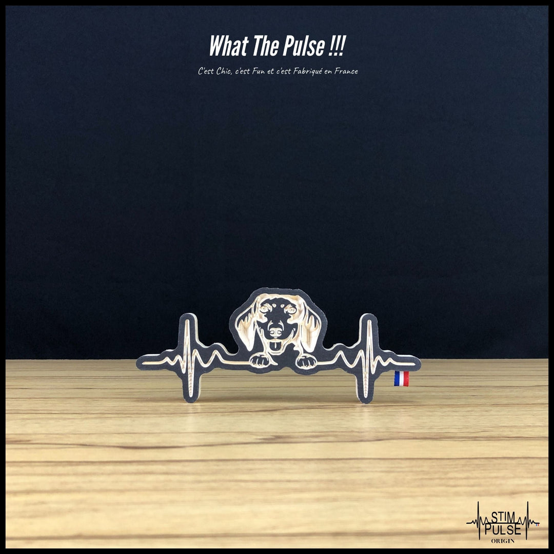 Teckel de face - StimPulse Origin